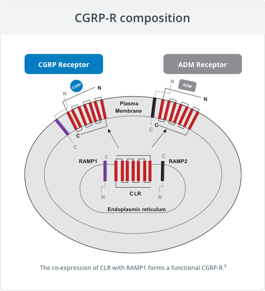 Coexpression of CLR and RAMP1 and formation of a heterodimer to form functional CGRP-R