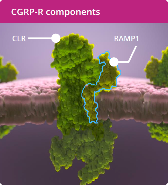 CGRP Components