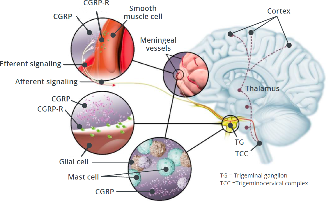 CGRP and CGRP-R localization within the trigeminal pathway