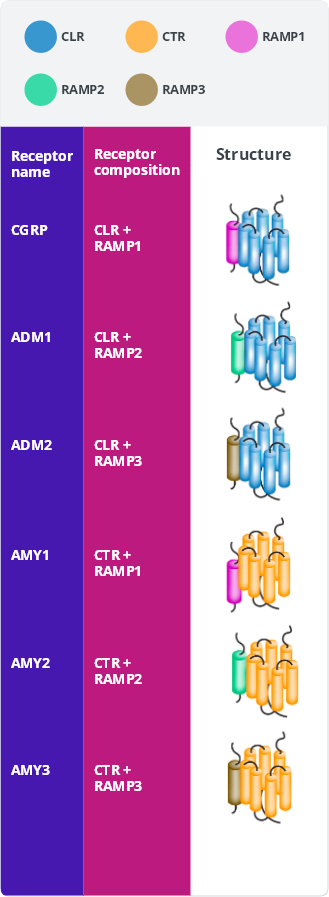 Composition and structure of receptors within the calcitonin family of receptors