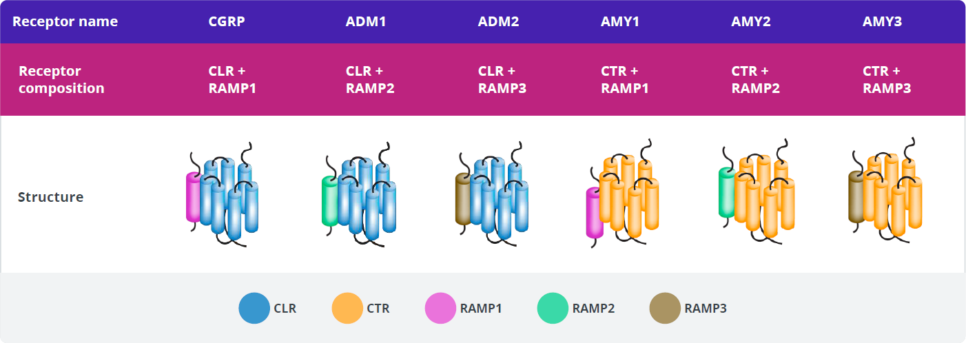 Composition and structure of receptors within the calcitonin family of receptors