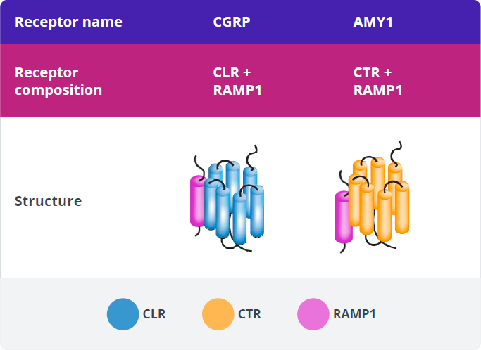 Composition and structure of CGRP and AMY1 receptors